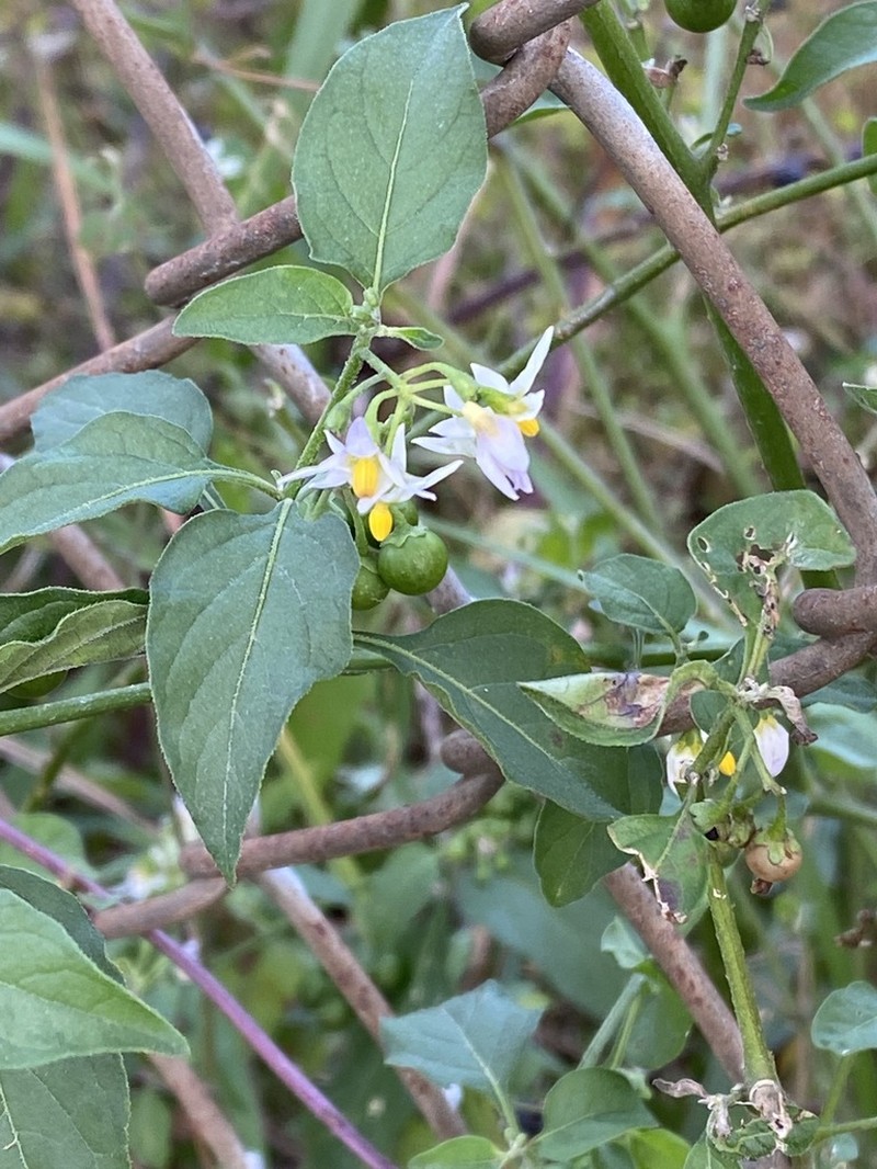 Glowing Nightshade photo 8