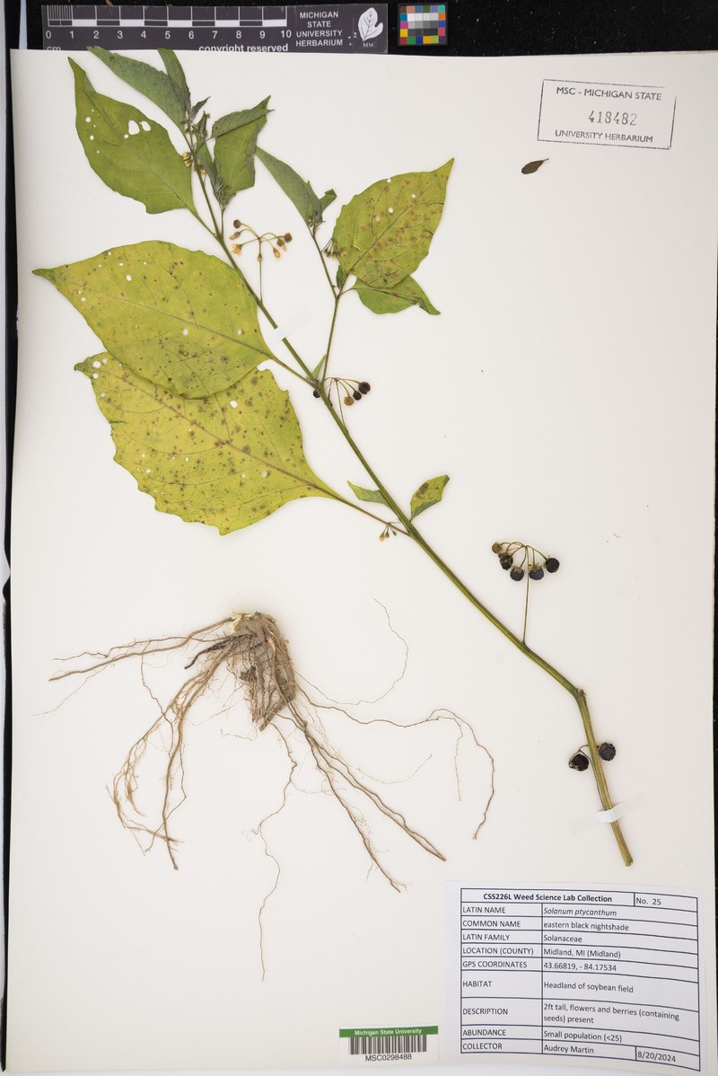 West Indian Nightshade