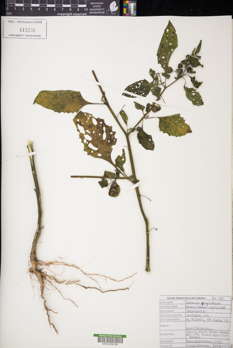 West Indian Nightshade photo 2