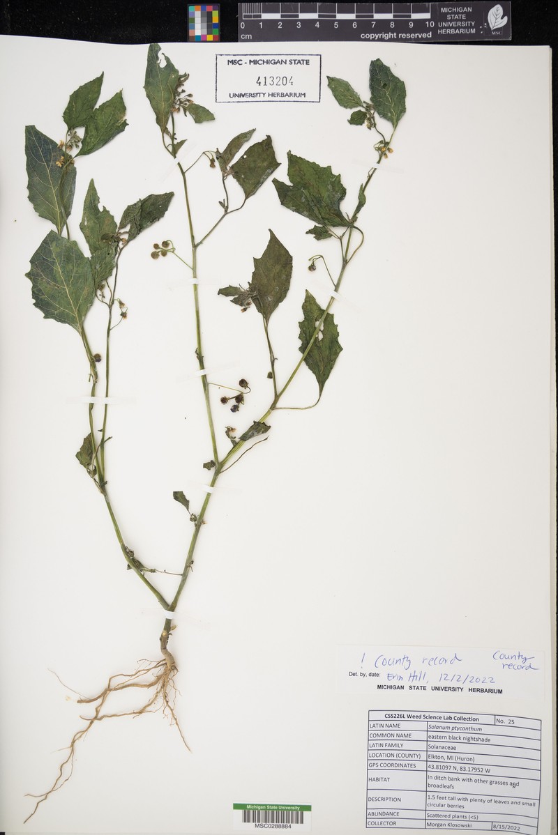 West Indian Nightshade photo 3