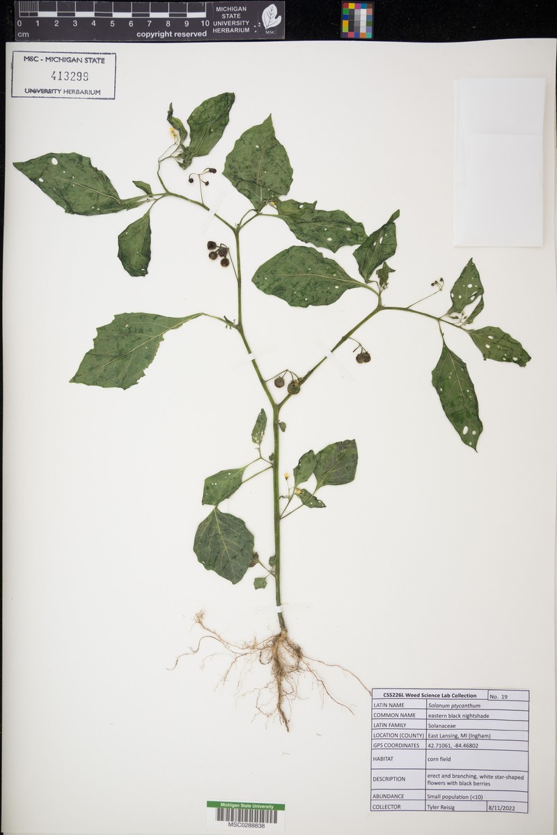 West Indian Nightshade photo 4