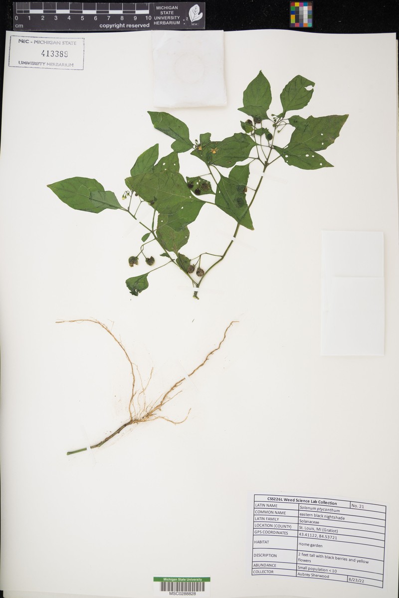 West Indian Nightshade photo 5