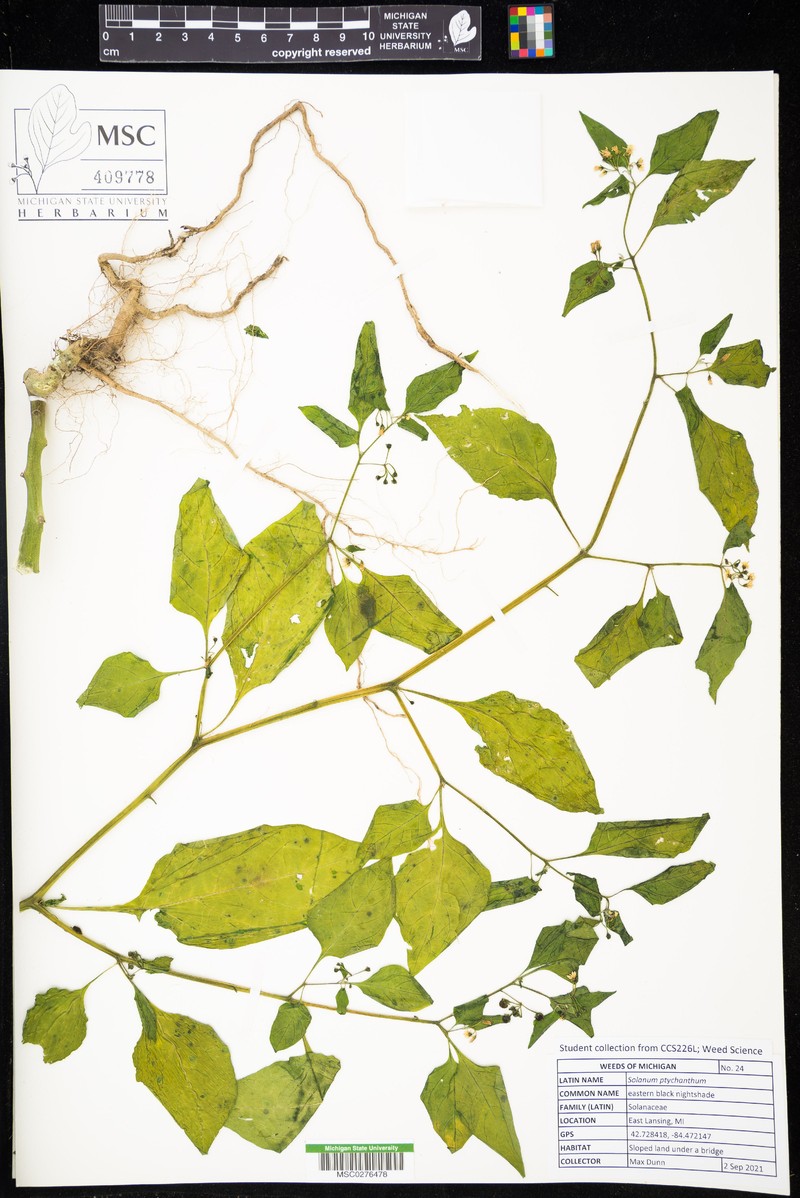 West Indian Nightshade photo 7