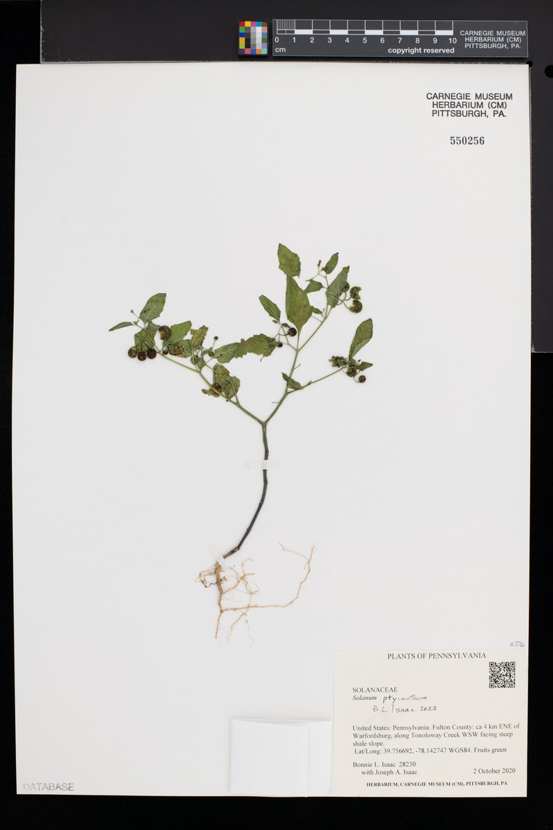 West Indian Nightshade photo 8