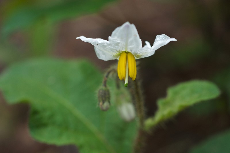Dwarf Nightshade
