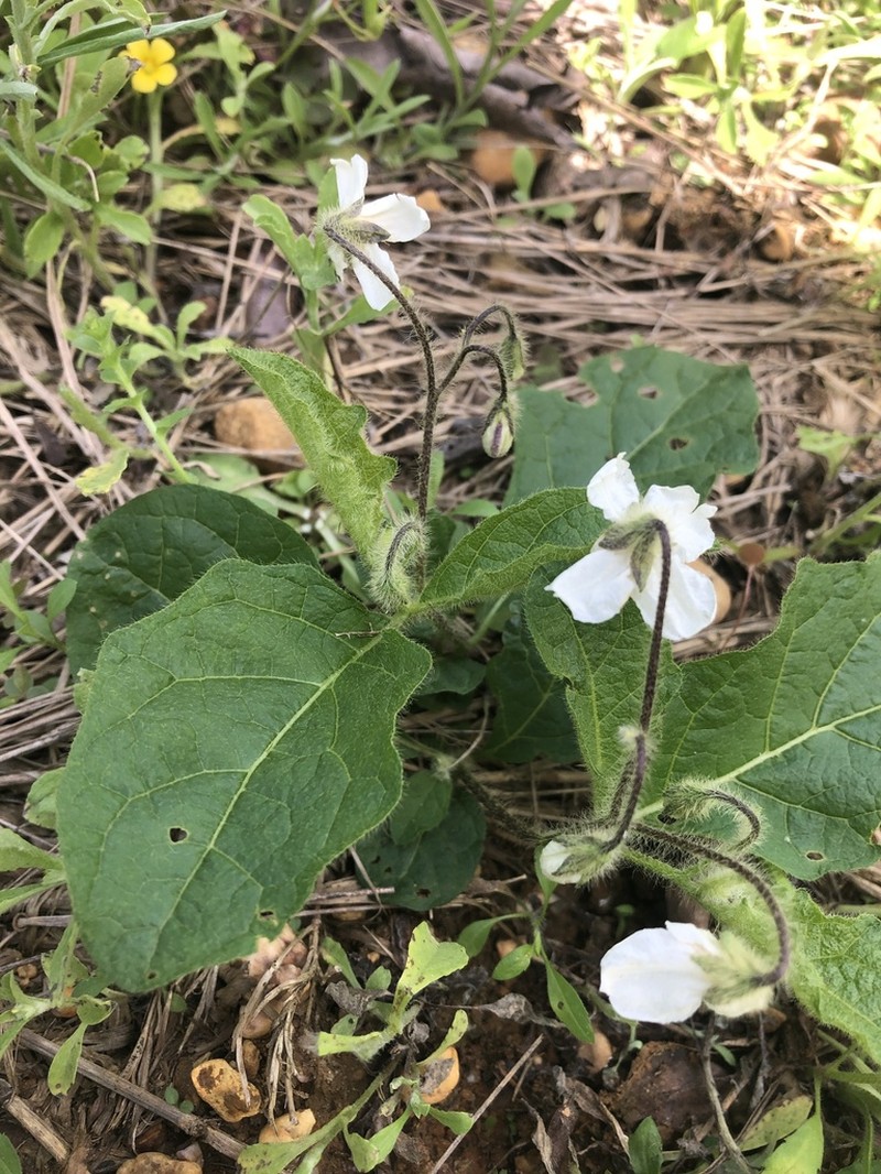 Dwarf Nightshade photo 2