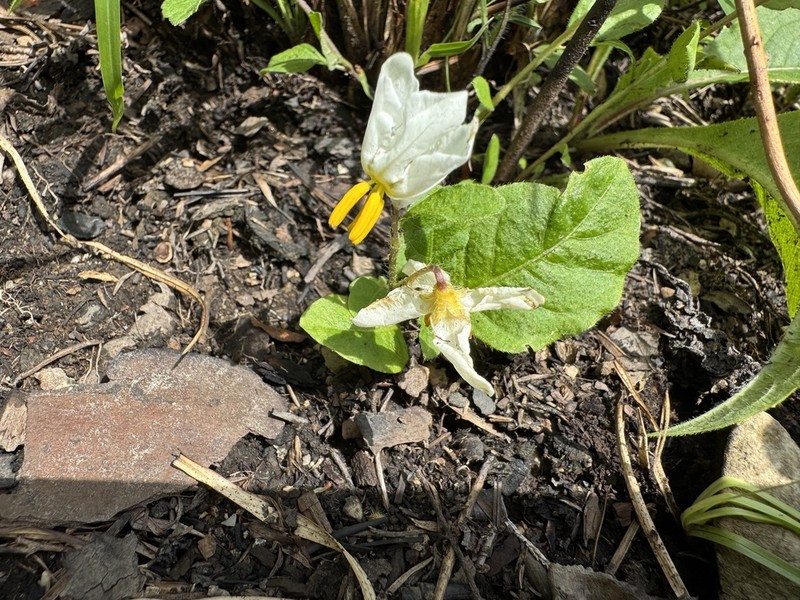 Dwarf Nightshade photo 3