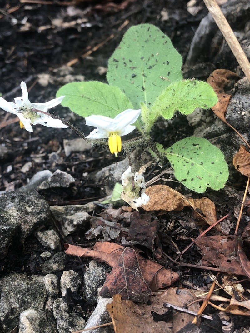 Dwarf Nightshade photo 4
