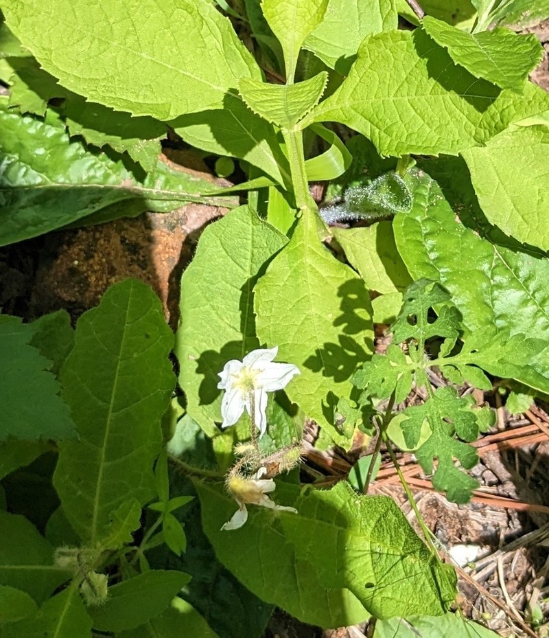 Dwarf Nightshade photo 5