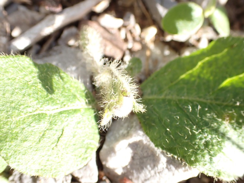 Dwarf Nightshade photo 6