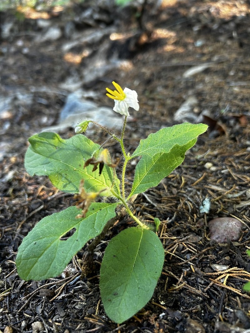 Dwarf Nightshade photo 7