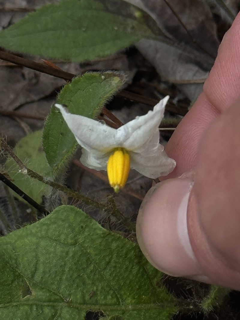 Dwarf Nightshade photo 8