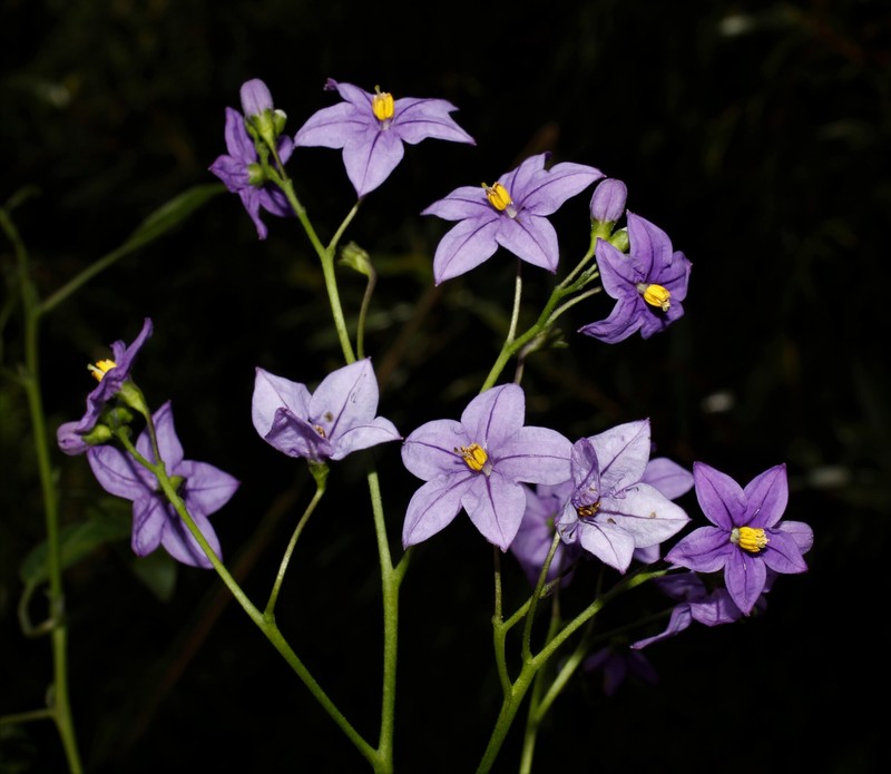 Pear-Leaf Nightshade photo 2