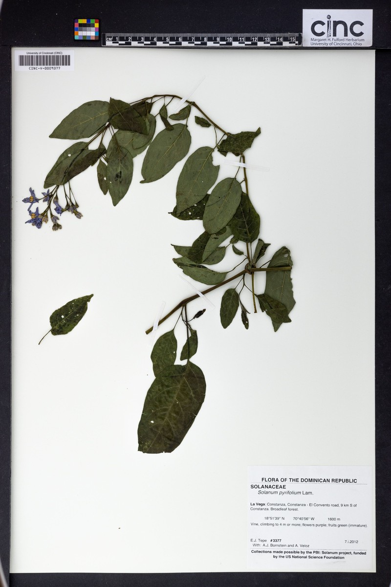 Pear-Leaf Nightshade photo 3