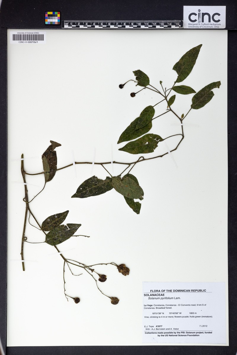 Pear-Leaf Nightshade photo 4