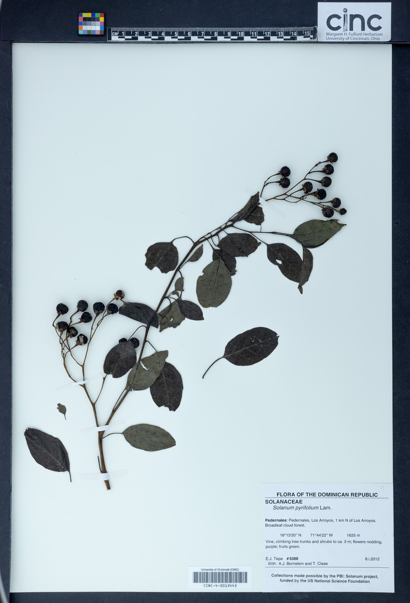 Pear-Leaf Nightshade photo 5