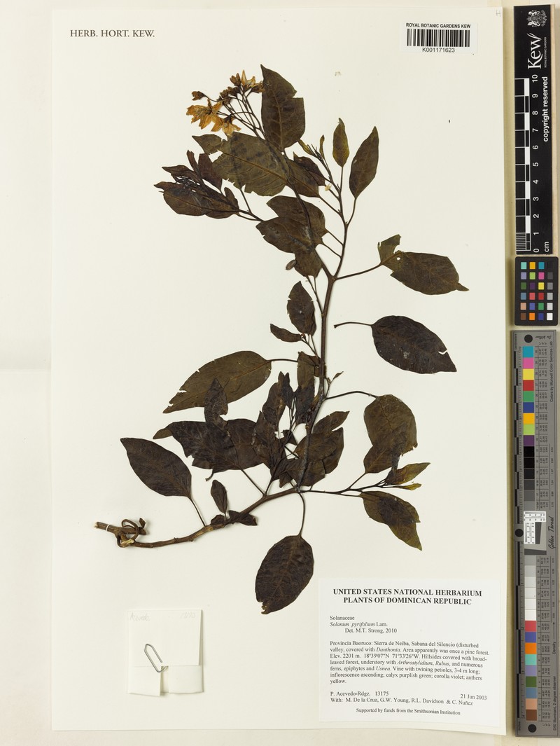 Pear-Leaf Nightshade photo 6