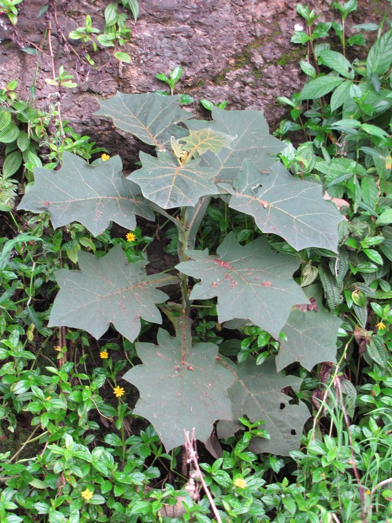Shrubby Nightshade photo 4