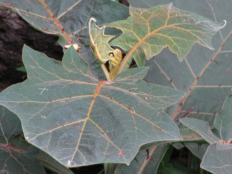 Shrubby Nightshade photo 5