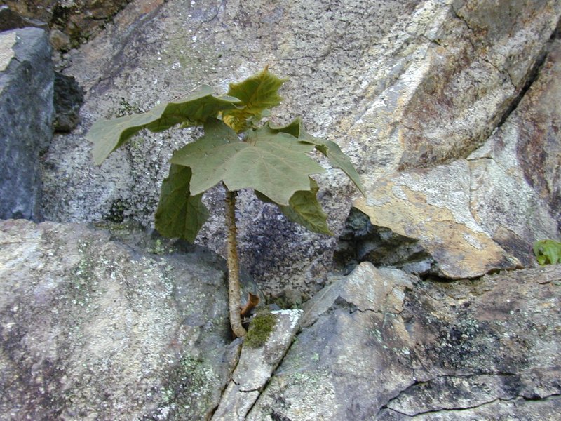 Shrubby Nightshade photo 6