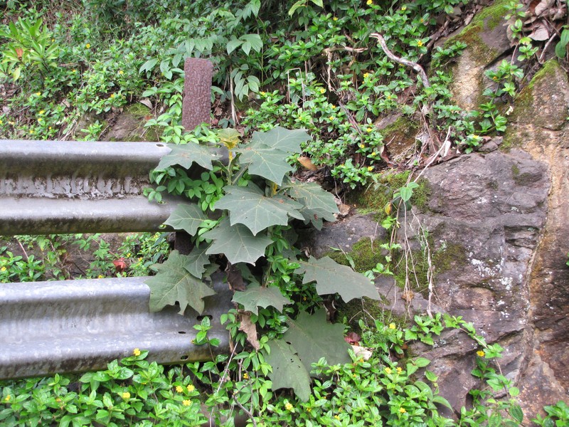 Shrubby Nightshade photo 2