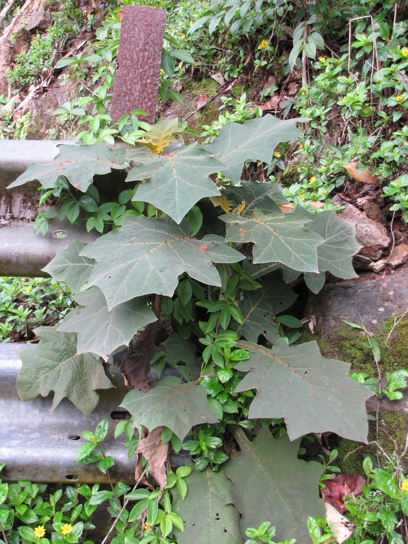 Shrubby Nightshade photo 3