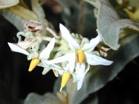 Shrubby Nightshade
