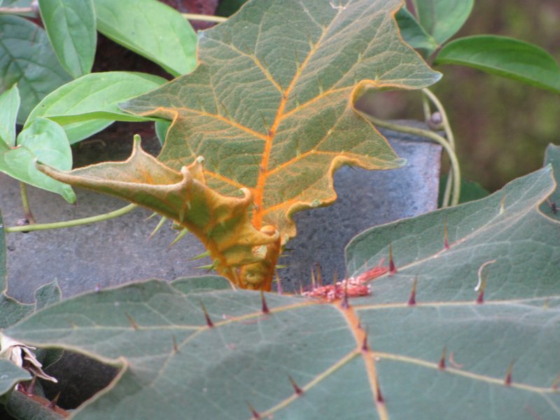 Shrubby Nightshade photo 7