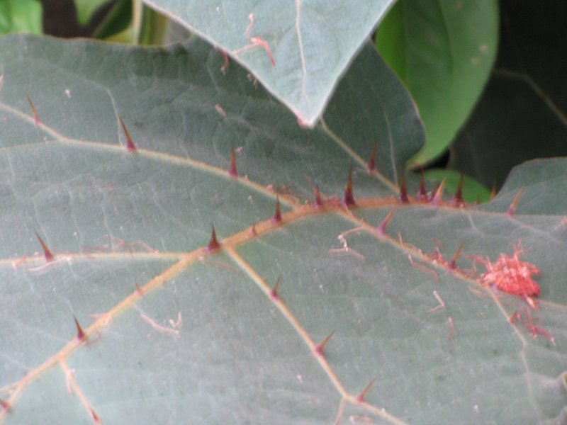 Shrubby Nightshade photo 8
