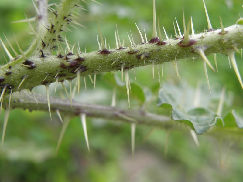Buffalobur Nightshade photo 8