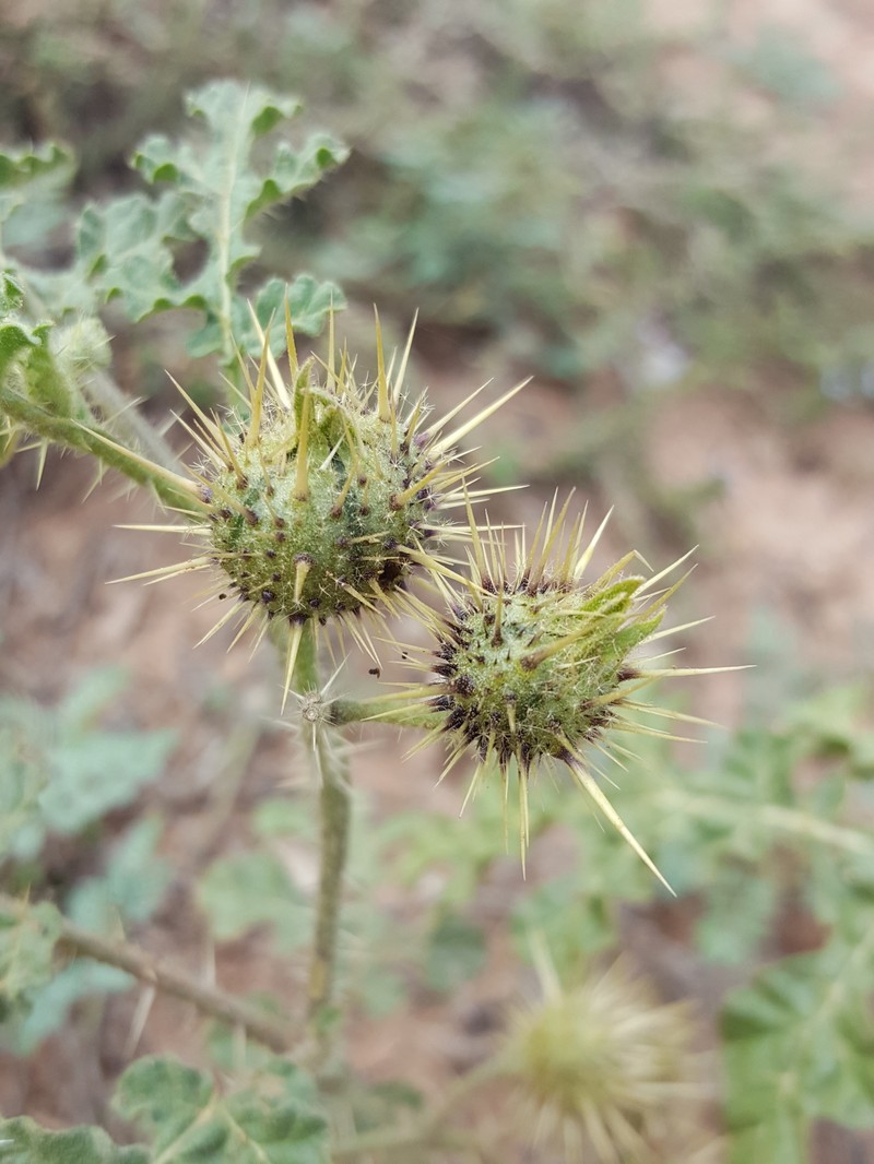 Buffalobur Nightshade photo 9