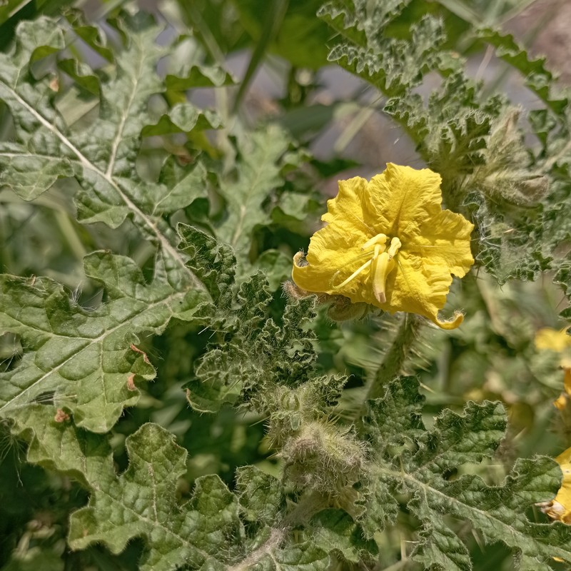 Buffalobur Nightshade photo 4