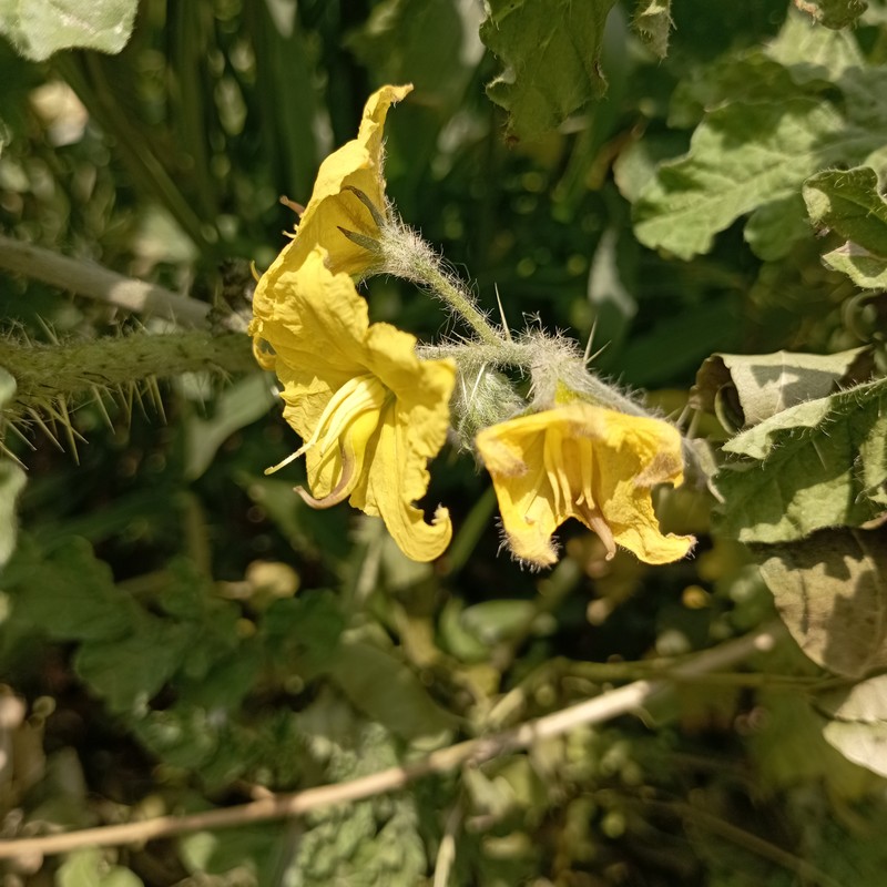 Buffalobur Nightshade photo 5