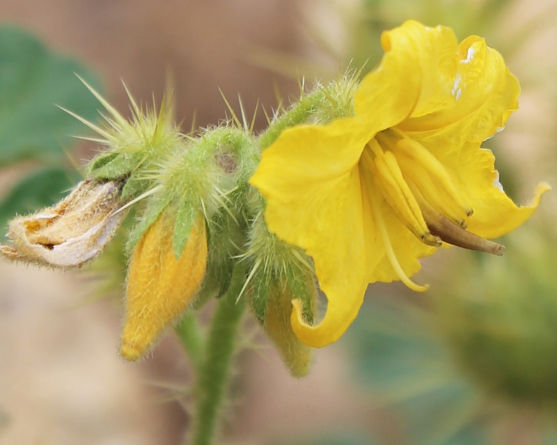 Buffalobur Nightshade photo 6