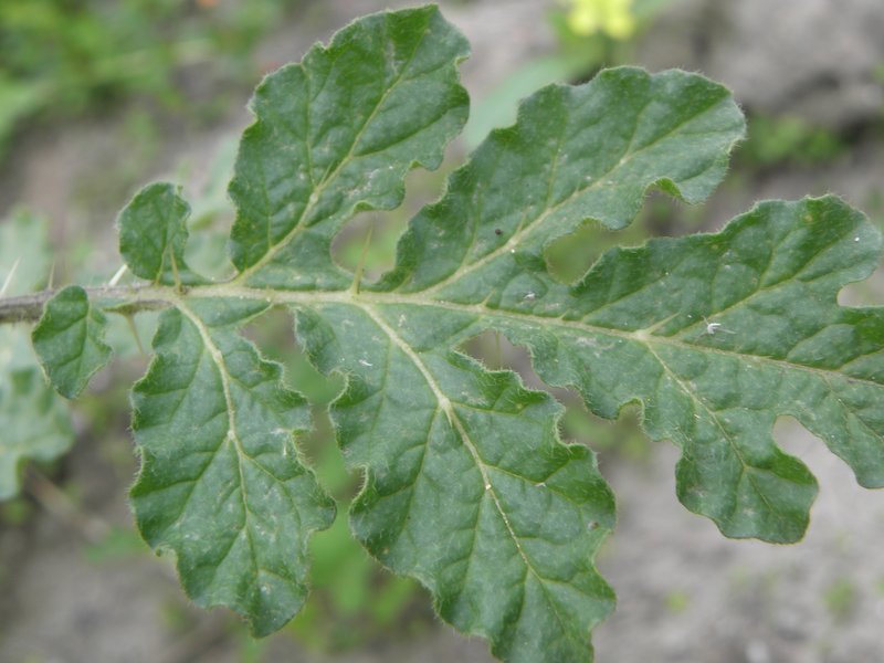 Buffalobur Nightshade photo 7