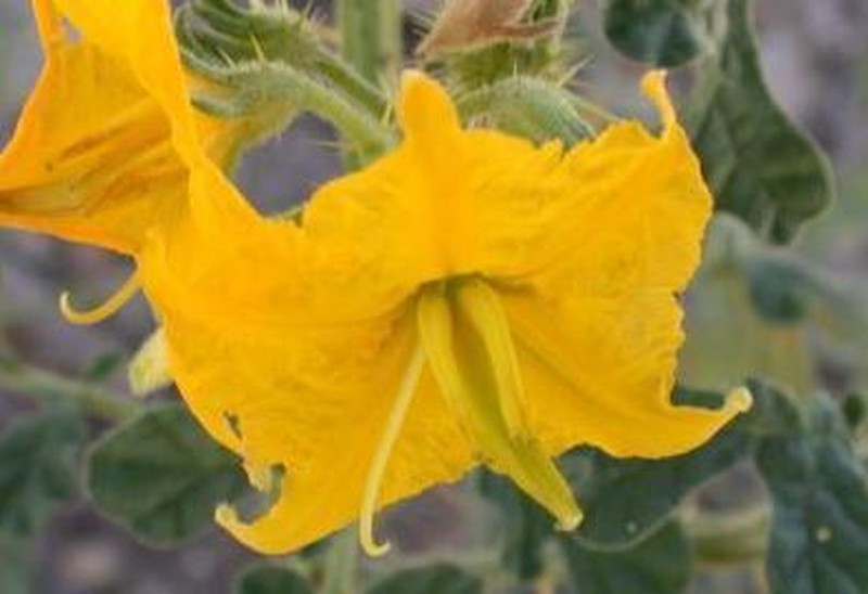 Buffalobur Nightshade photo 2