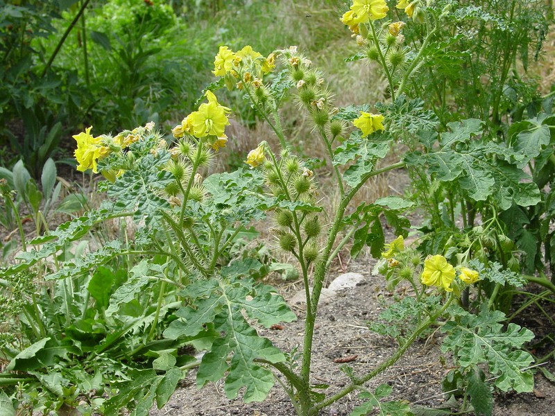 Buffalobur Nightshade photo 3