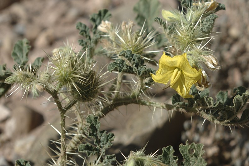 Buffalobur Nightshade