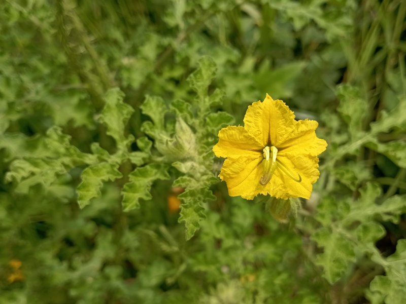 Buffalobur Nightshade photo 6