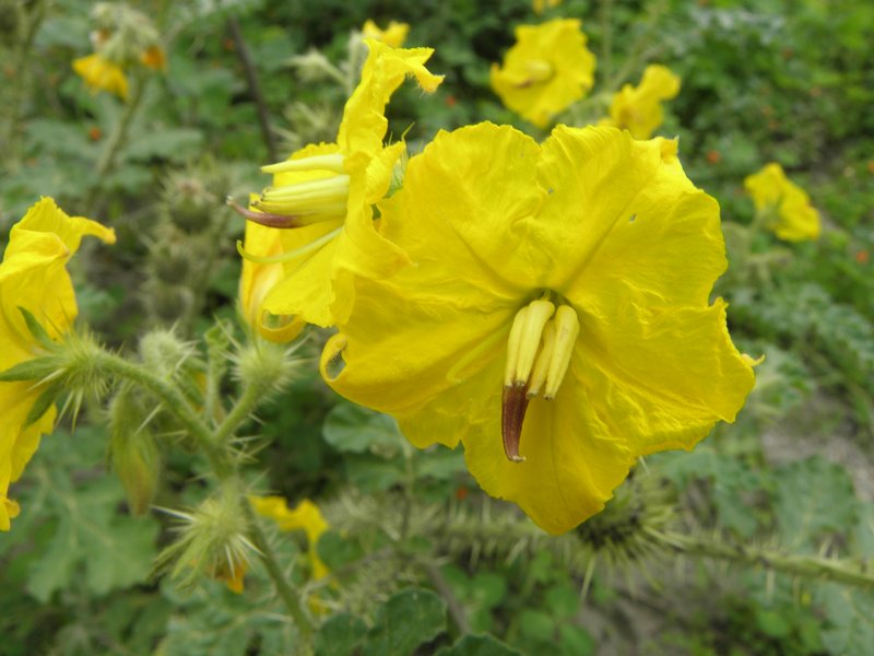 Buffalobur Nightshade photo 7