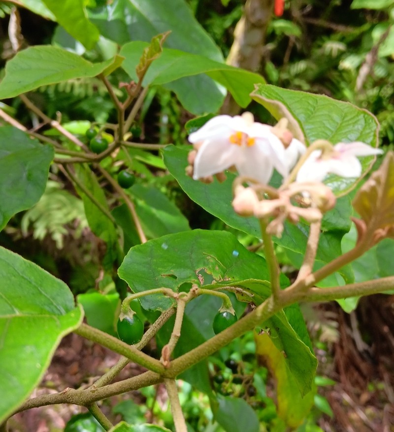 Hawai'I Horsenettle photo 4
