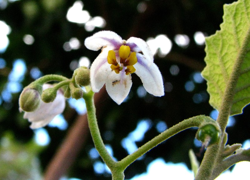 Hawai'I Horsenettle