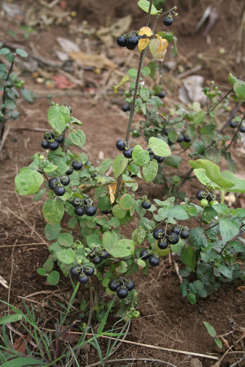 Garden-Huckleberry photo 6