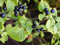 Garden-Huckleberry
