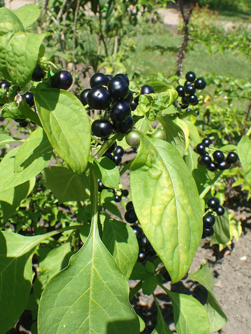 Garden-Huckleberry photo 2