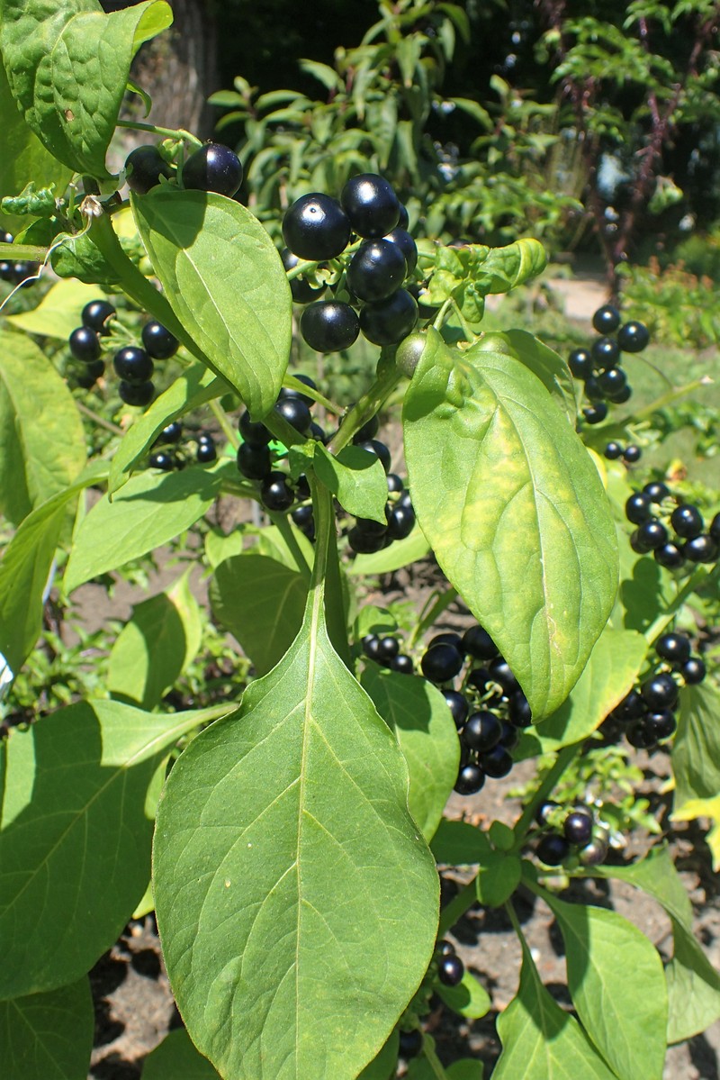 Garden-Huckleberry photo 3