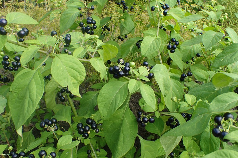 Garden-Huckleberry photo 4