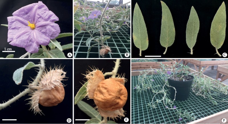 Solanum scalarium photo 3