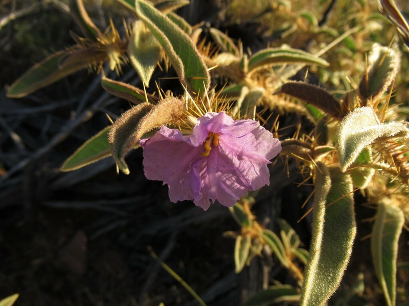 Solanum scalarium photo 5
