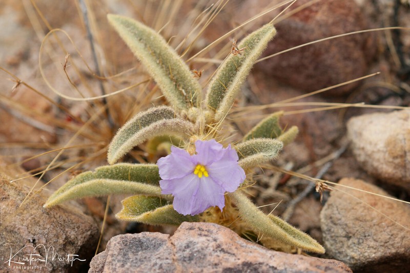 Solanum scalarium photo 6